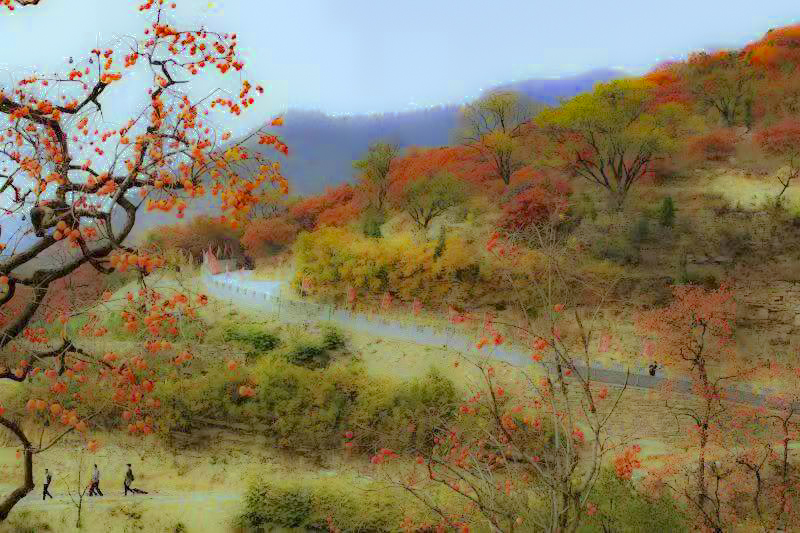 091    2017年10月拍摄于山东青州王坟镇，《秋到柿子沟》，摄影：饶晓辉.jpg