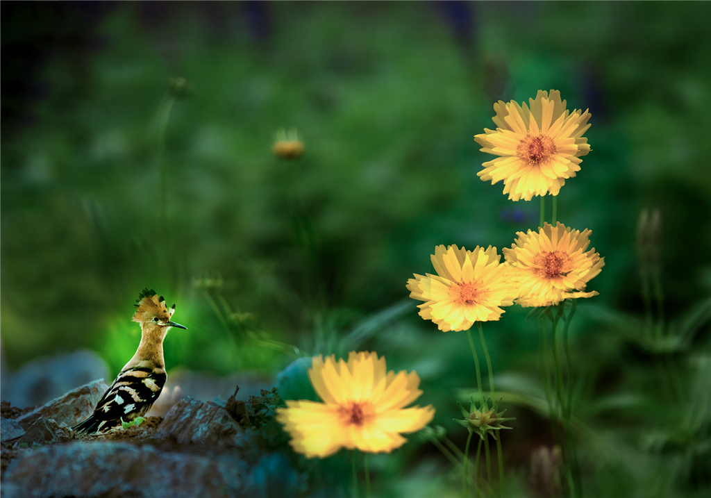 张玉珠  鸟语花香.jpg