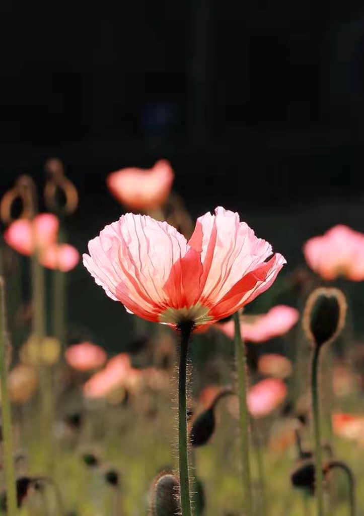 【我秀美图】2021年2月第二期"周佳作"入围作品