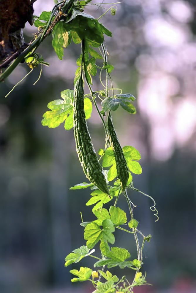 一棵藤上的苦瓜.摄影:柴元红.jpg