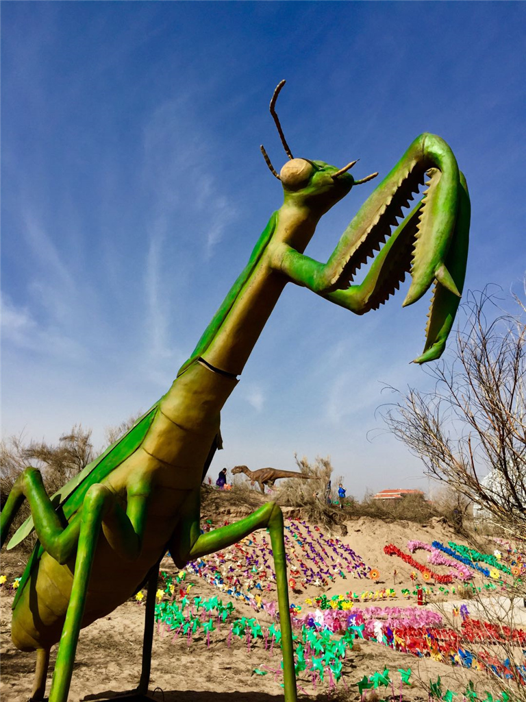 014-刘万隆,2017年4月拍摄甘肃凉州区沙漠公园.大螳螂.jpg