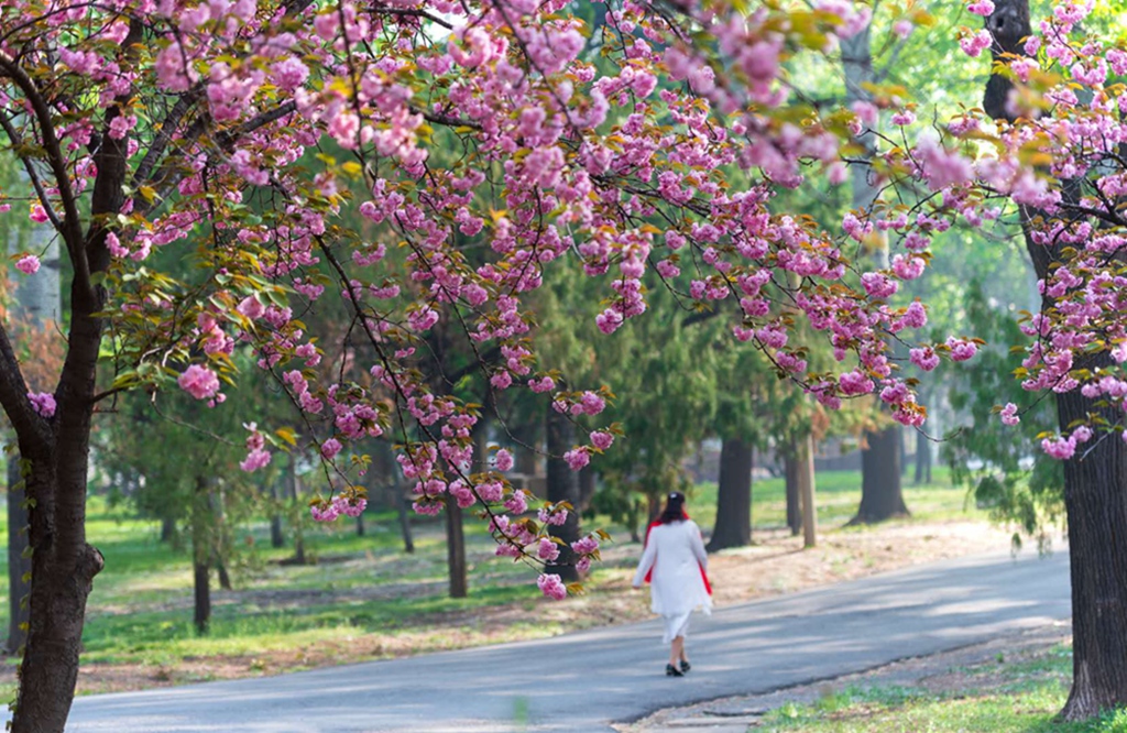 055 2020年4月15日拍攝於青州.櫻花樹下.攝影:郭學軍.jpg