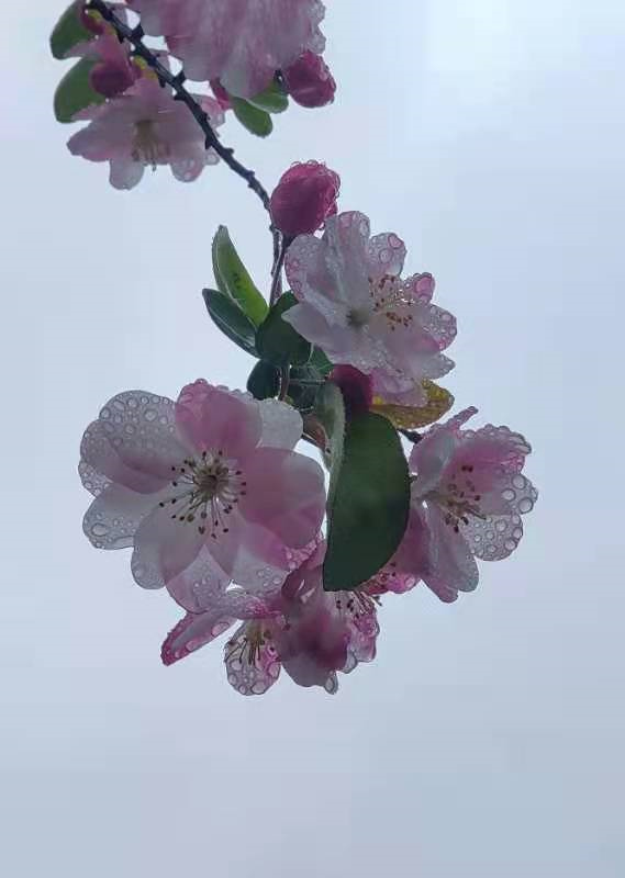 083 刘彦博,2021年4月摄于青州南阳河畔.水凝花.jpg