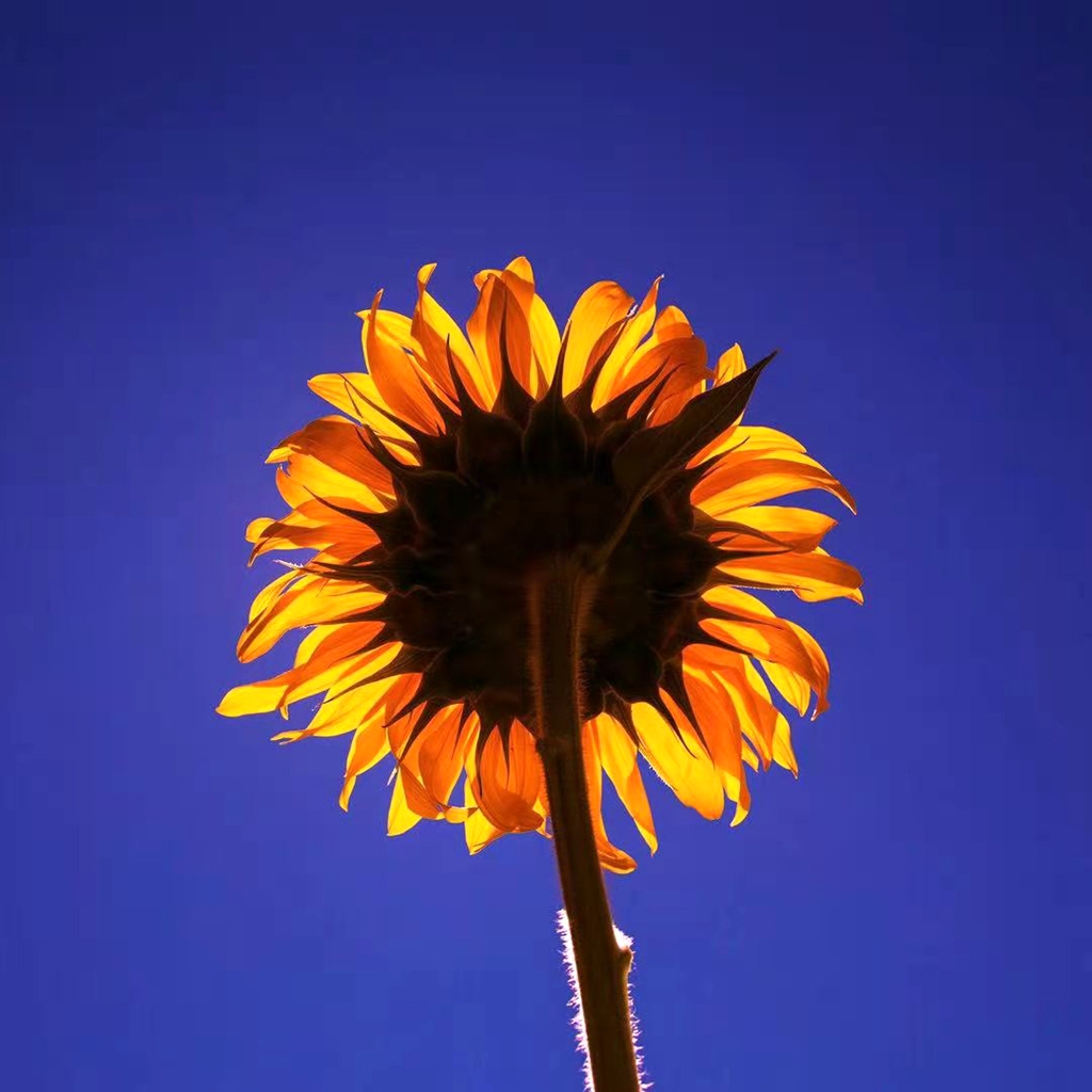 【我秀美图】2021年2月第一期"周佳作"入围作品