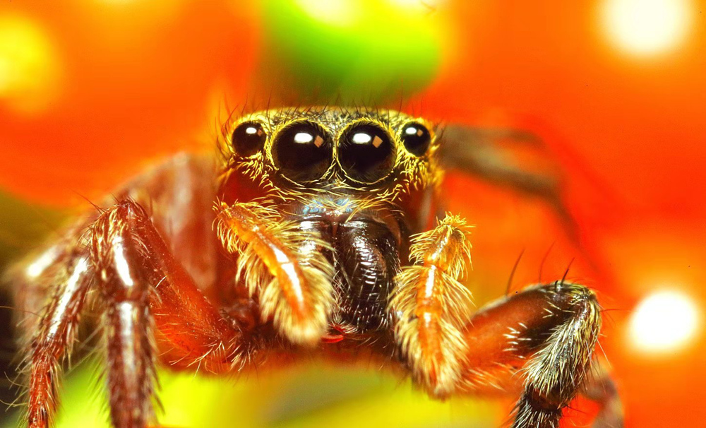 4( 三峡小幽灵蜘蛛 )摄影人邓中明._副本_副本.jpg